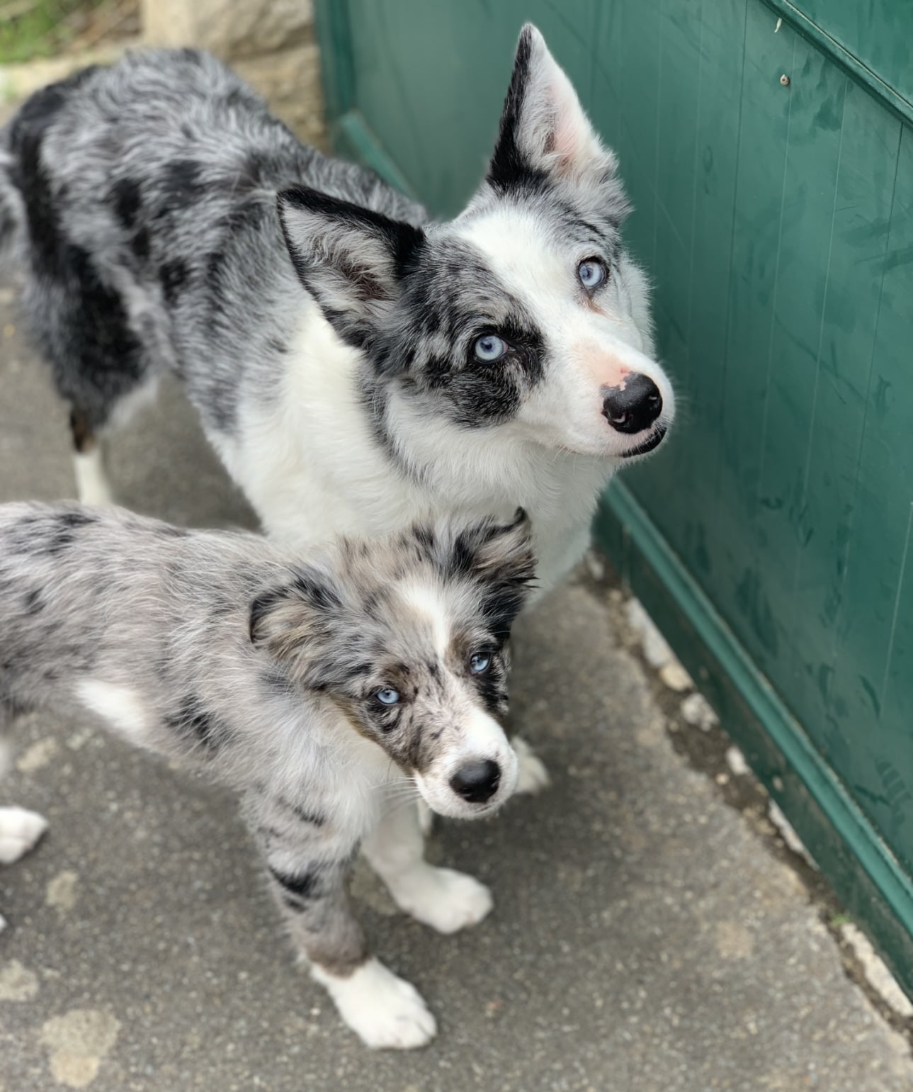 border collie bleu merle